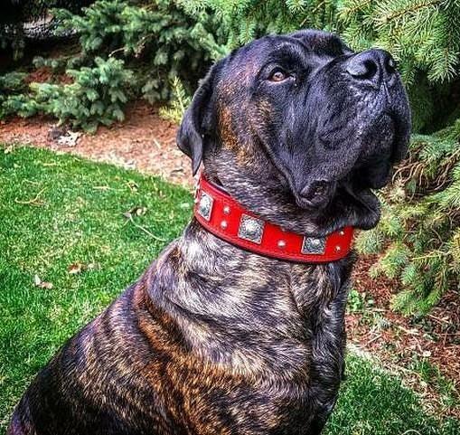 The "Eros" collar 2.5 inch wide RED